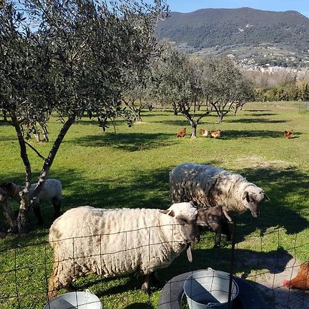 Studio En Campagne Dans Une Ferme Bio Διαμέρισμα Nyons Εξωτερικό φωτογραφία